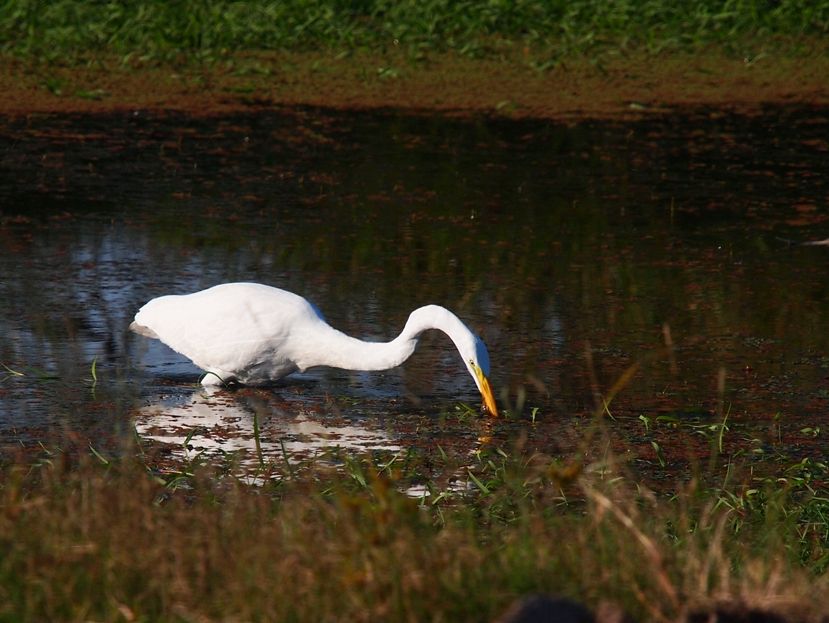 Grande aigrette 1 P3233028_zps888cefb8