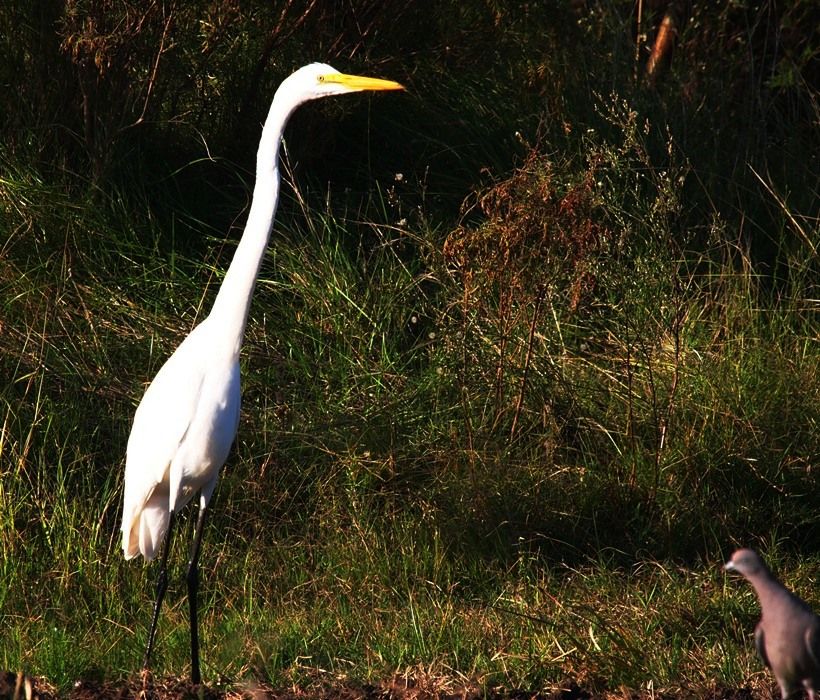 Grande aigrette 2 P3233032_zpsf2181101