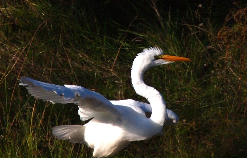 Grande aigrette 2 P3233033_zpsc3e97912