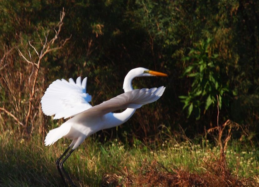 Grande aigrette 2 P3233034_zps657f393e