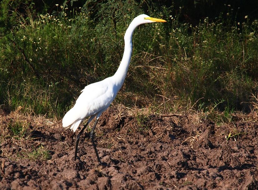 Grande aigrette 2 P3233035_zps0b38f3bd