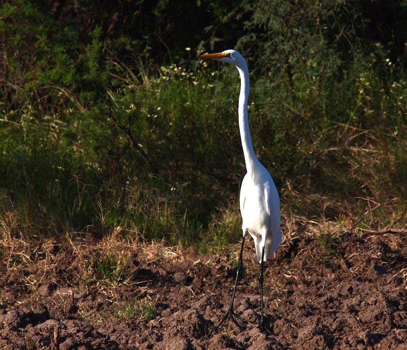 Grande aigrette 2 P3233036_zpsb4678e6d