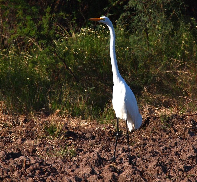 Grande aigrette 2 P3233037_zpsa7120200