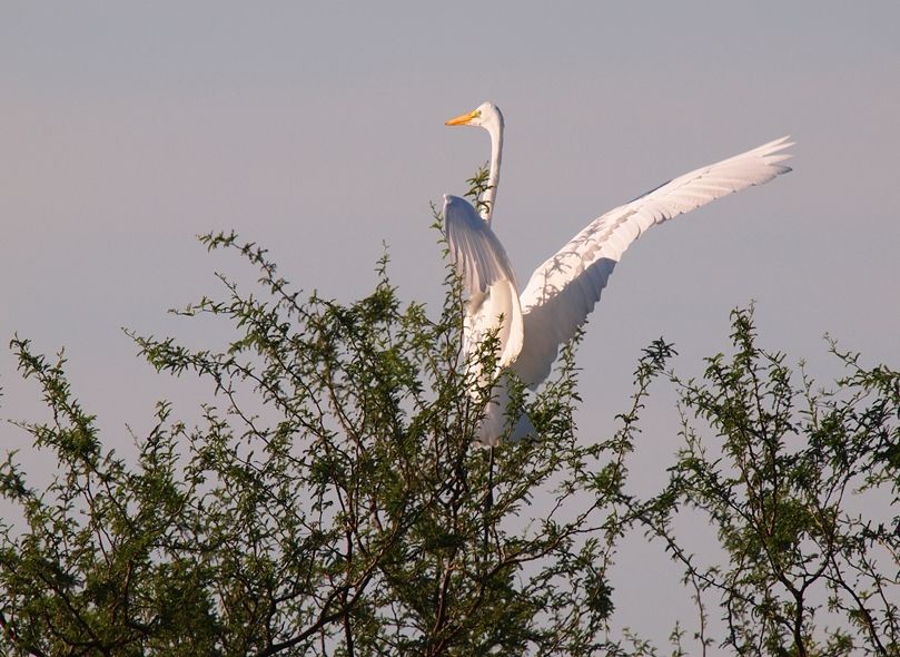 Grande aigrette 2 P3233039_zps07a29509