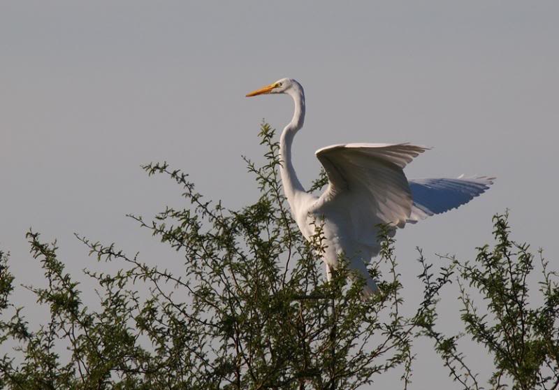 Grande aigrette 3 P3233041_zpsf24e973b