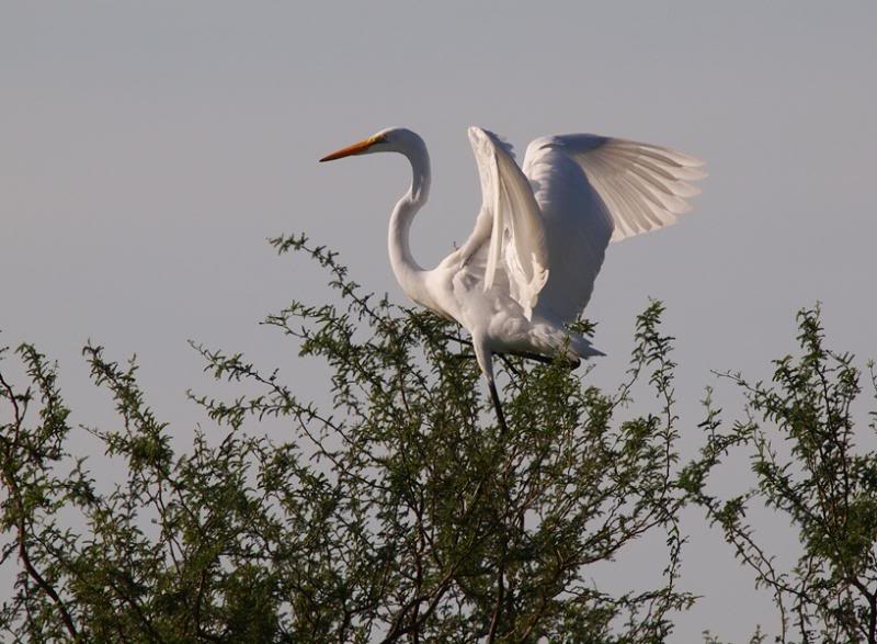 Grande aigrette 3 P3233042_zps7d04dbf1