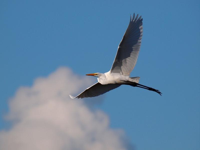 Grande aigrette 3 P3233045_zpse7473a99