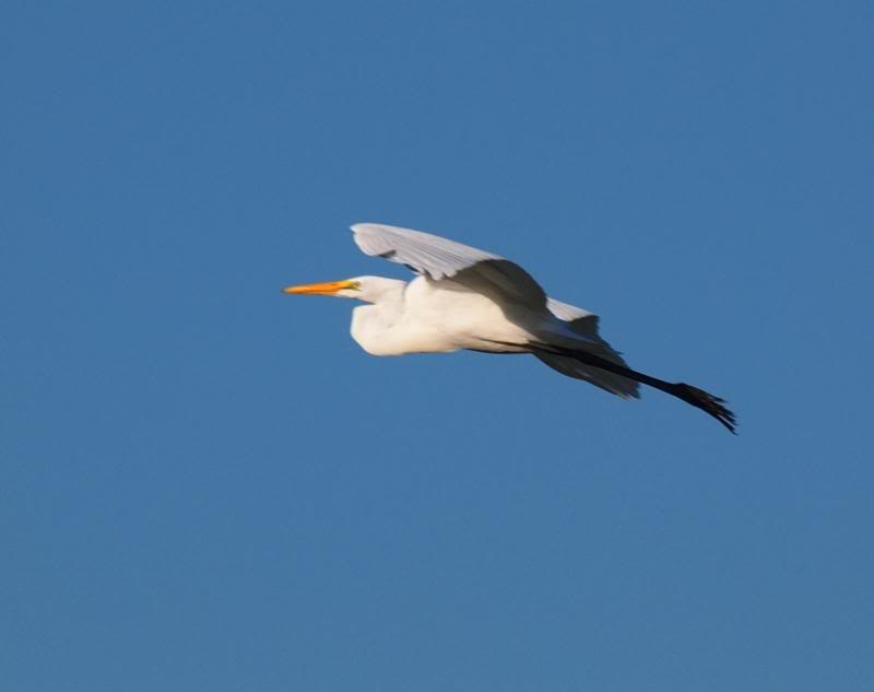 Grande aigrette 3 P3233046_zps7c2b0b62