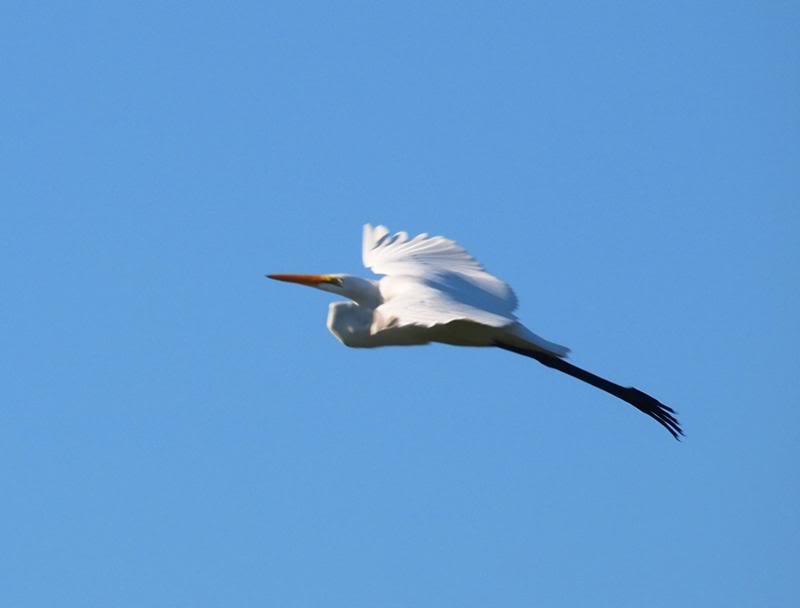 Grande aigrette 3 P3233048_zpsb2334d91