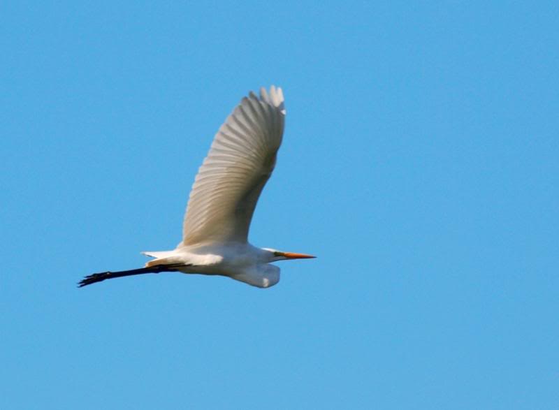 Grande aigrette 3 P3233050_zps4d5c1b64