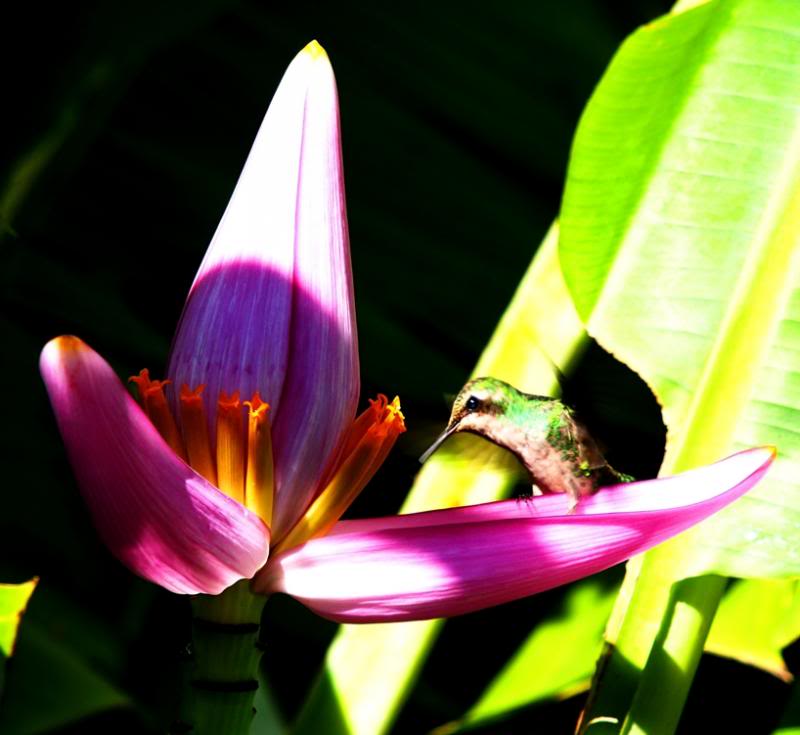 Les petits amis du jardin 1 P3243067_zps4d862d9d