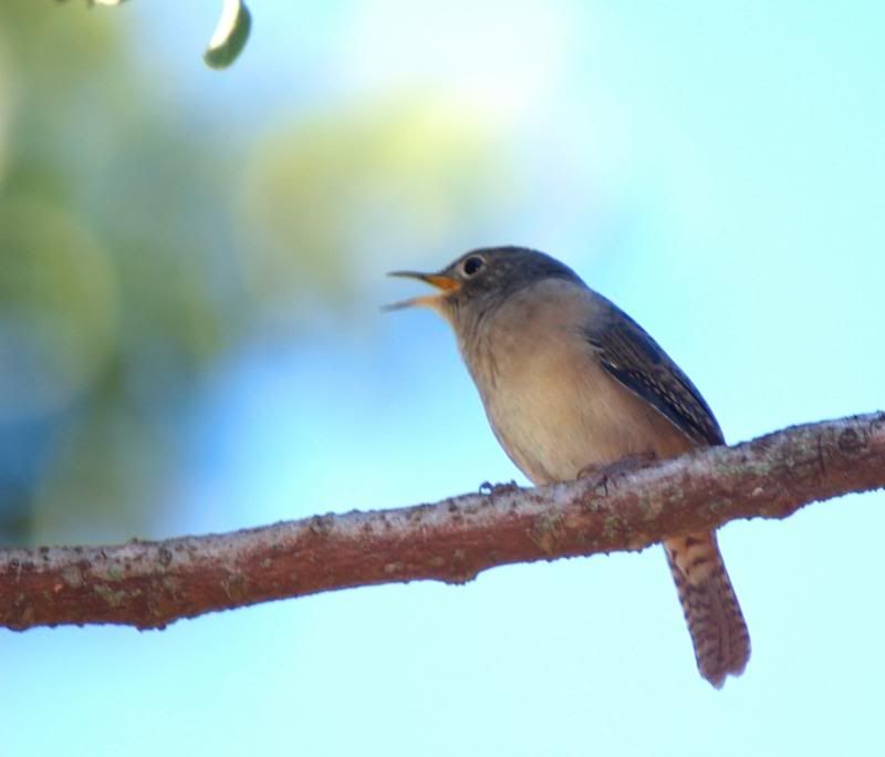 Troglodytes musculus P3293230_zps68110e47