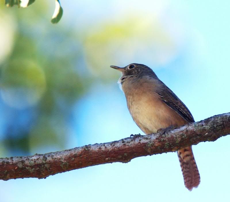 Troglodytes musculus P3293231_zps0ba899ef