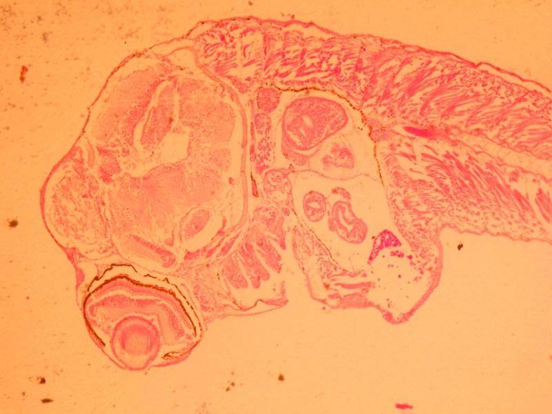 Poisson vivipare(Au microscope) P4140009_zps565d67a1