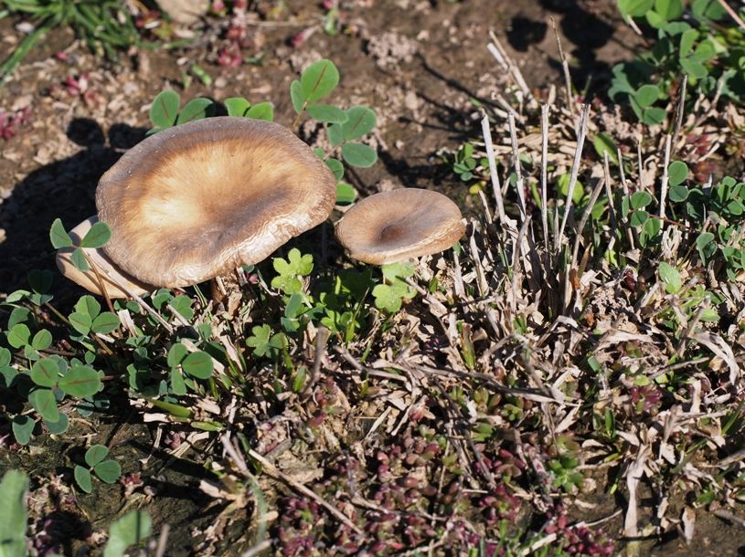 Champignons aux champs..(Ajoute) P7170037_zps05e39c1c