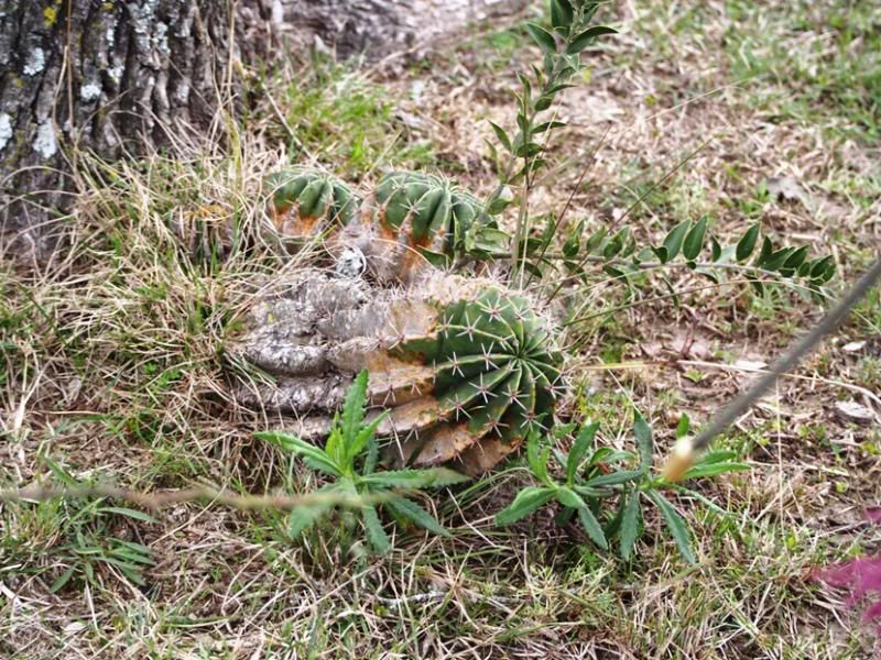 Cactus et champignons P7200012_zps0f4c5054