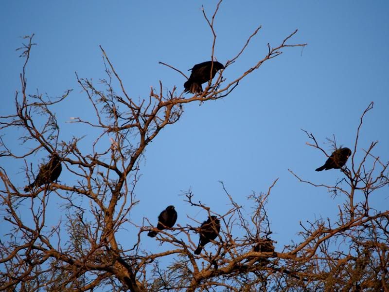 Oiseaux noirs P8220017_zpsc8bfe53a