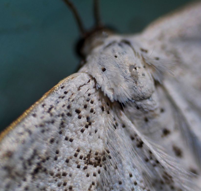 Papillon nocturne tres pres P8230032_zps31ed492e