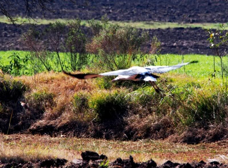 Cigogne!! Ajoute!!) P8300007_zps376c8997