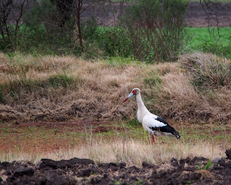 Cigogne!! Ajoute!!) P9050013_zpsb97654d0