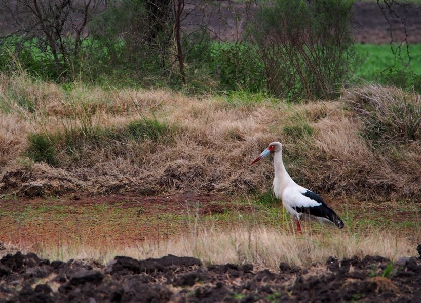 Cigogne!! Ajoute!!) P9050014_zps4df2fe9c