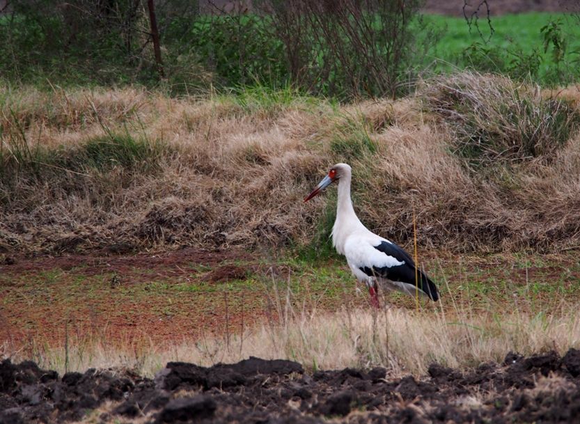 Cigogne!! Ajoute!!) P9050015_zpsb5ab4f98