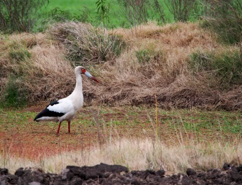 Cigogne!! Ajoute!!) P9050016_zpsce13c3b6