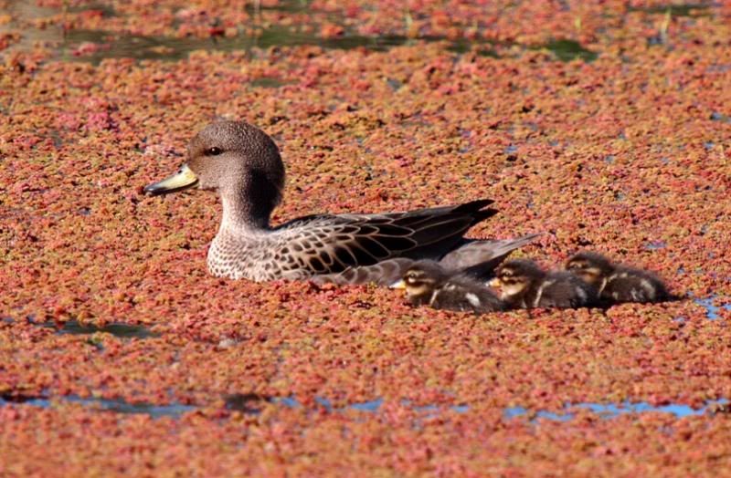 Canards,petits et ragondins!! P9193675_zpse2d4dc95