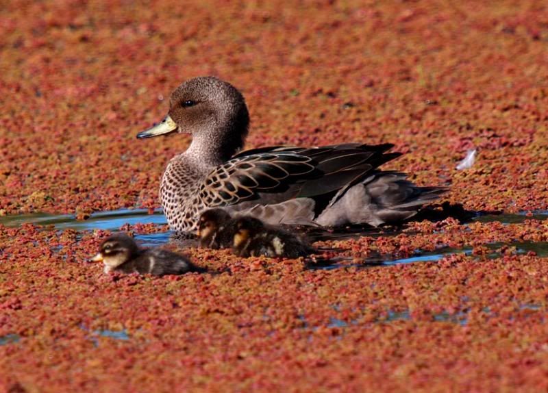 Canards,petits et ragondins!! P9193677_zpsf59f2337