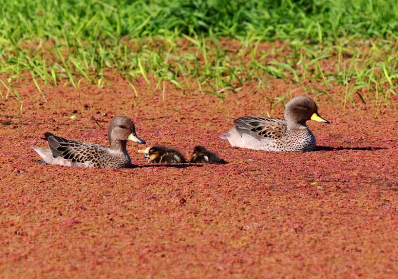 Canards,petits et ragondins!! P9193681_zps504084ed