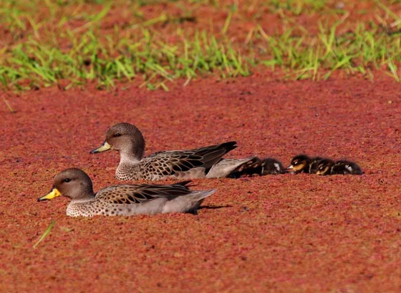 Canards,petits et ragondins!! P9193690_zps88c96d01