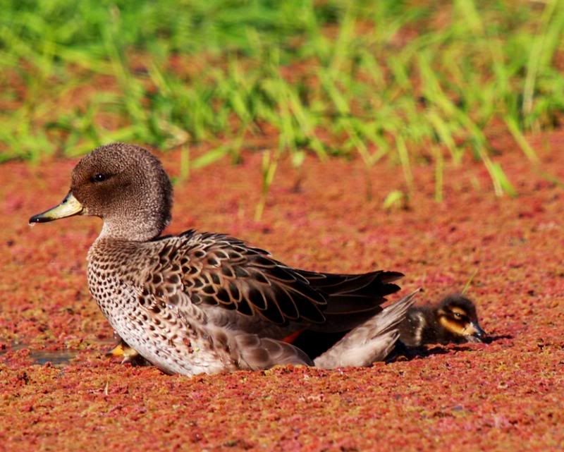 Canards,petits et ragondins!! P9193691_zps6cde32ae