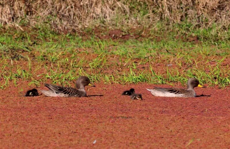 Canards,petits et ragondins!! P9193698_zps824343e4