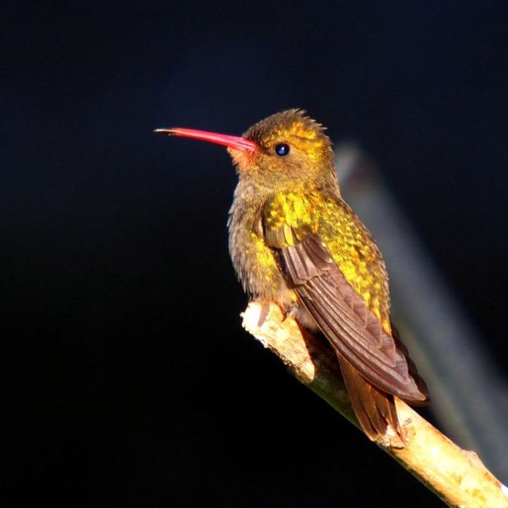 Les petits oiseaux mouche encore!! P9193721_zps161d42e3