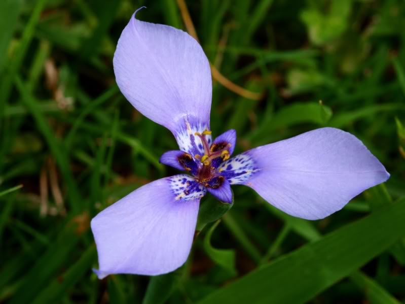 Fleurs sauvages-7 PA155082