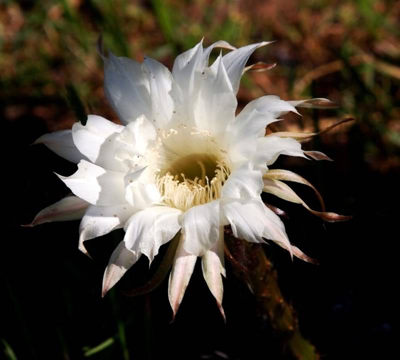 Fleur de cactus(Ajoute)++ PA181814