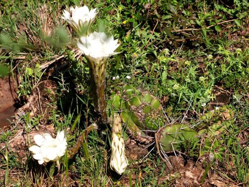 Fleur de cactus(Ajoute)++ PA181817