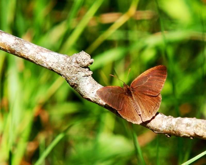 Papillon brun!! PC142084