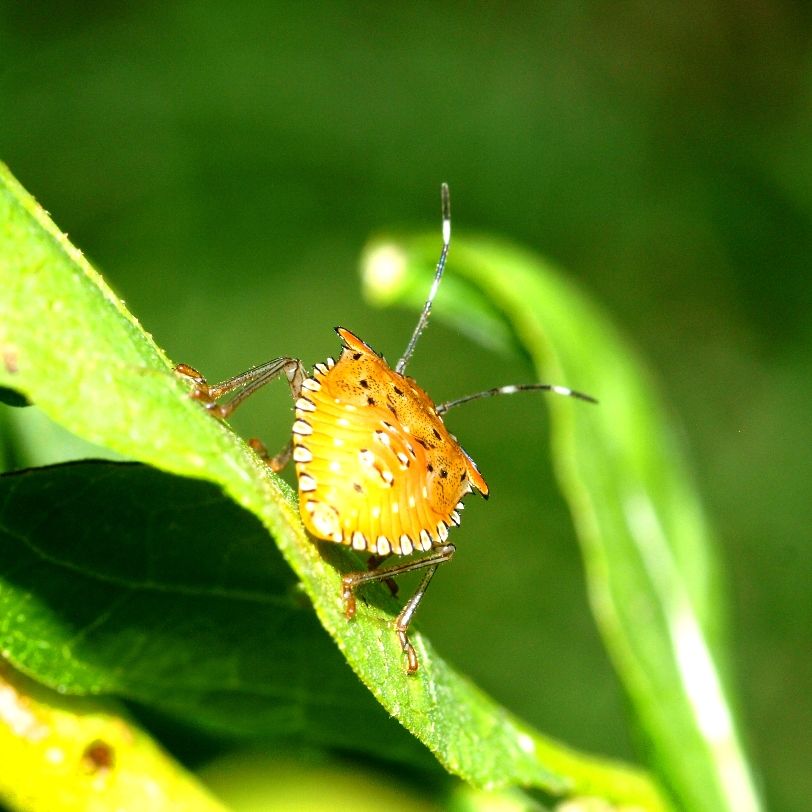 Punaises(Ajoute) PC155267