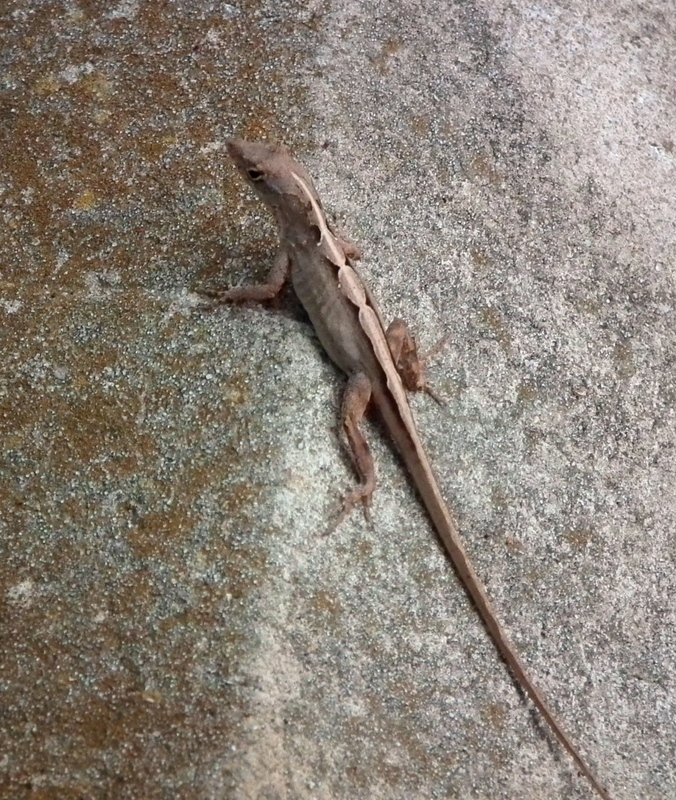 Petits lézards de Florida!! DSCF2516_zpshcwdrlne