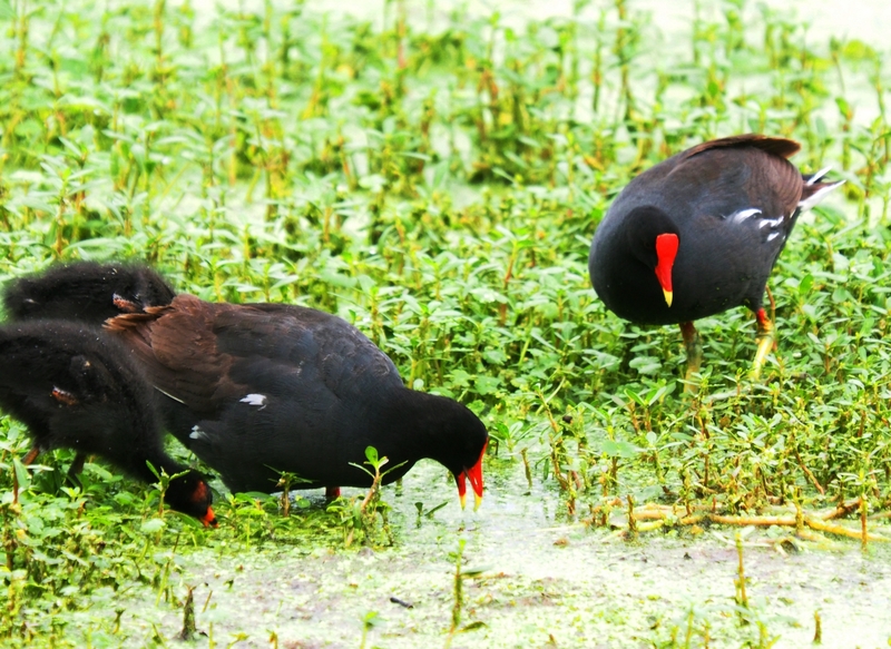 Gallinule d'Amérique et ses petits P2130011_zpsqkw68bmi