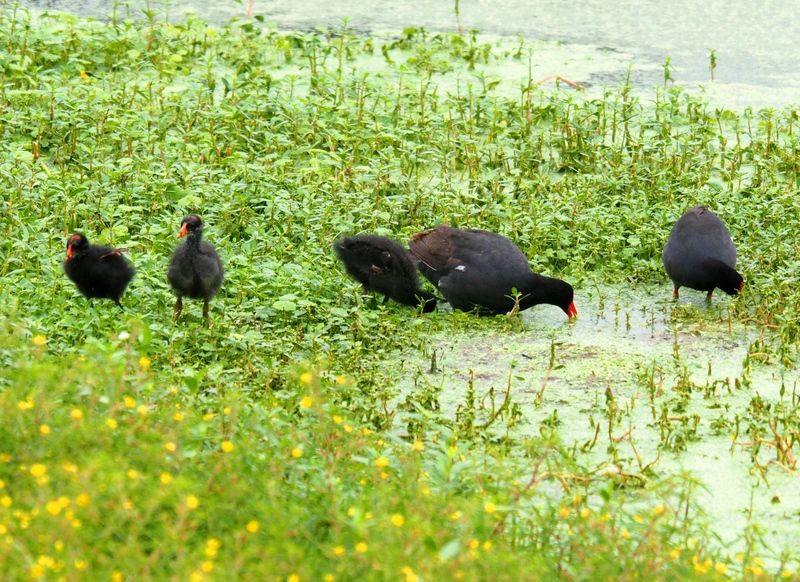 Gallinule d'Amérique et ses petits P2130013_zpsdipiritf