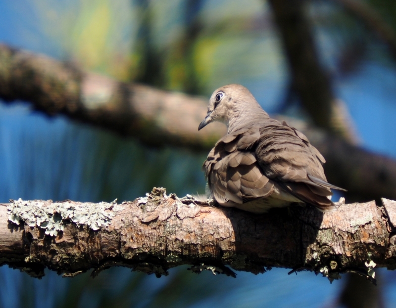 Pigeon sur branche P2160005_zpsu7mizpux