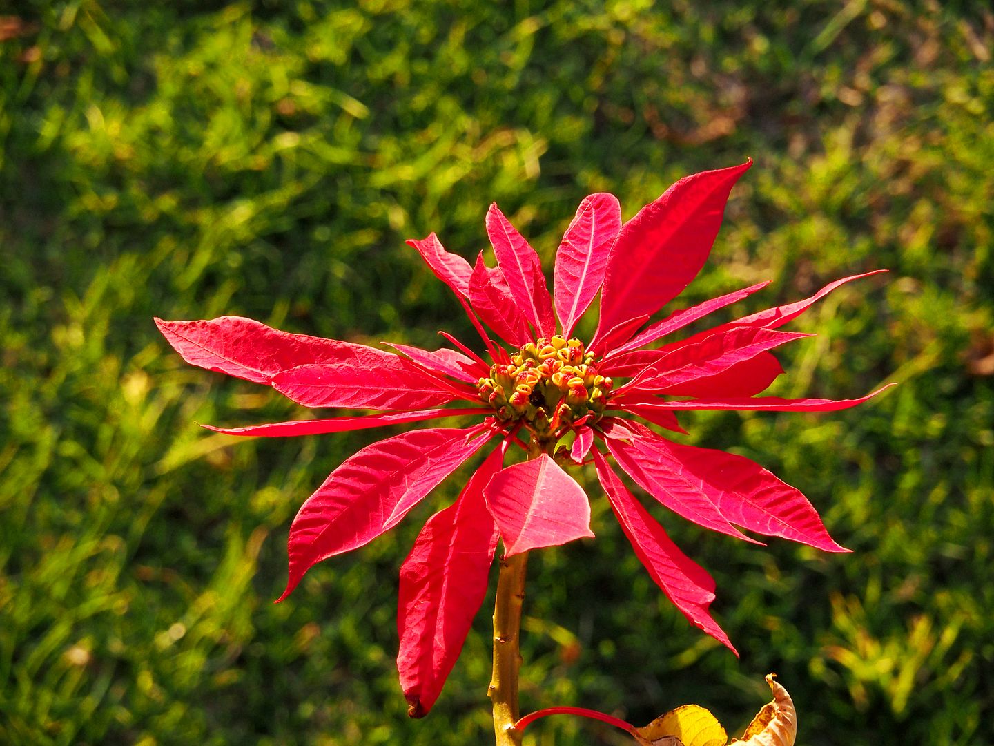 Fleurs et papillons d'hiver P7030041_zps5842b971