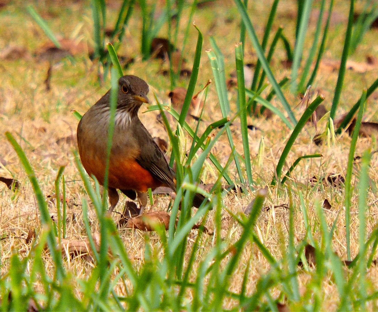 Turdus rufiventris P7100004_zpskcwgkkzo