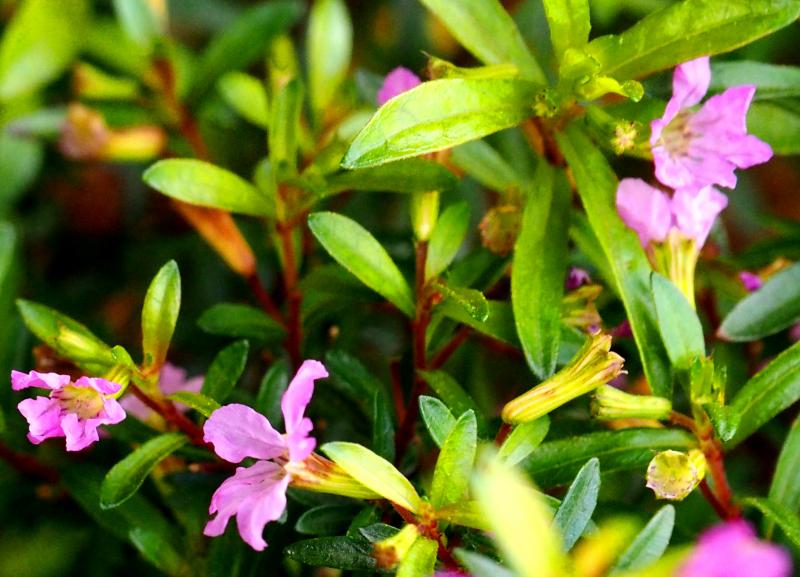 Les fleurs au balcon!! P8220018_zps93d8562e