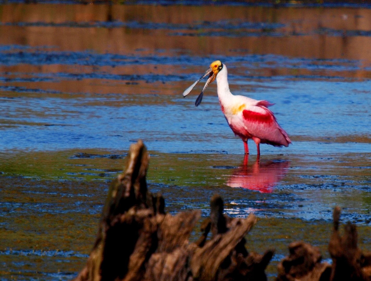 Mycteria americana + (Wood stork)en vol(Ajoute )ENCORE!!+1 - Page 2 PA087462_zpss2f6nu6n