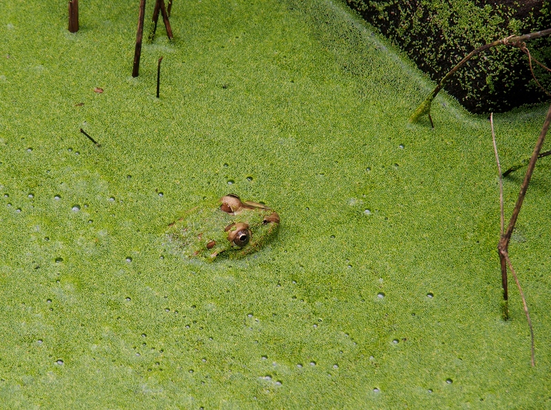 Camouflage de la grenouille!!Ajoute!! PA260012_zpsditkiaap