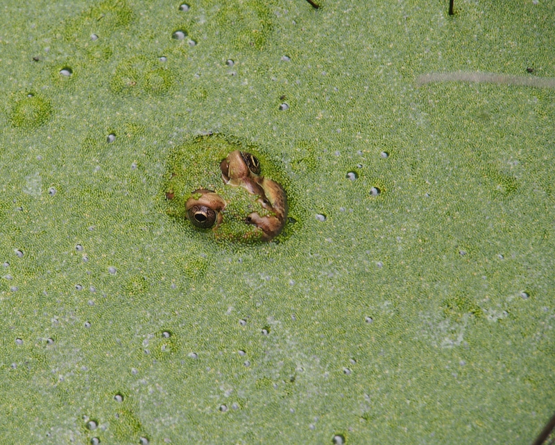 Camouflage de la grenouille!!Ajoute!! PA260013_zpsnevhqzyt