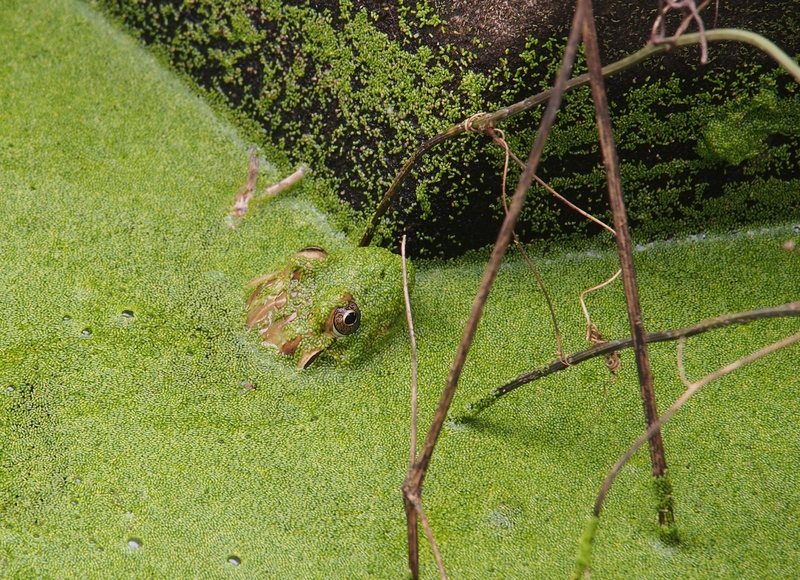 Camouflage de la grenouille!!Ajoute!! PA260014_zpsl7mcqmvt